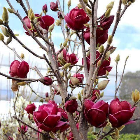 MAGNOLIA x Soulangeana 'Genie'