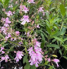 PROSTANTHERA 'Kallista Pink'