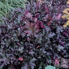 HEUCHERA Chocolate Ruffles