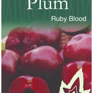 PLUM 'Ruby Blood' - Bare Root 2026