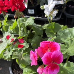 GERANIUM Varieties