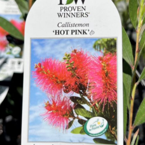 CALLISTEMON 'Hot Pink'