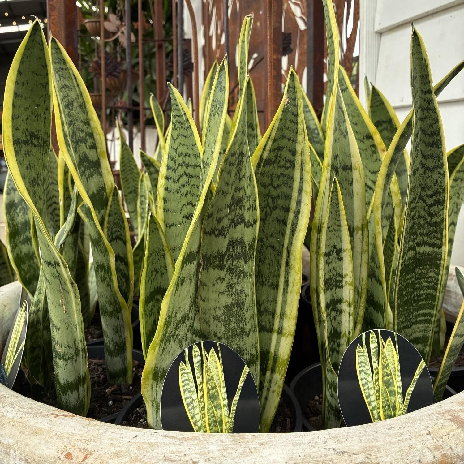 SANSEVERIA