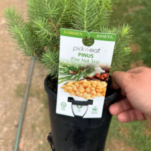 PINUS Pinea (Pine Nut Tree)