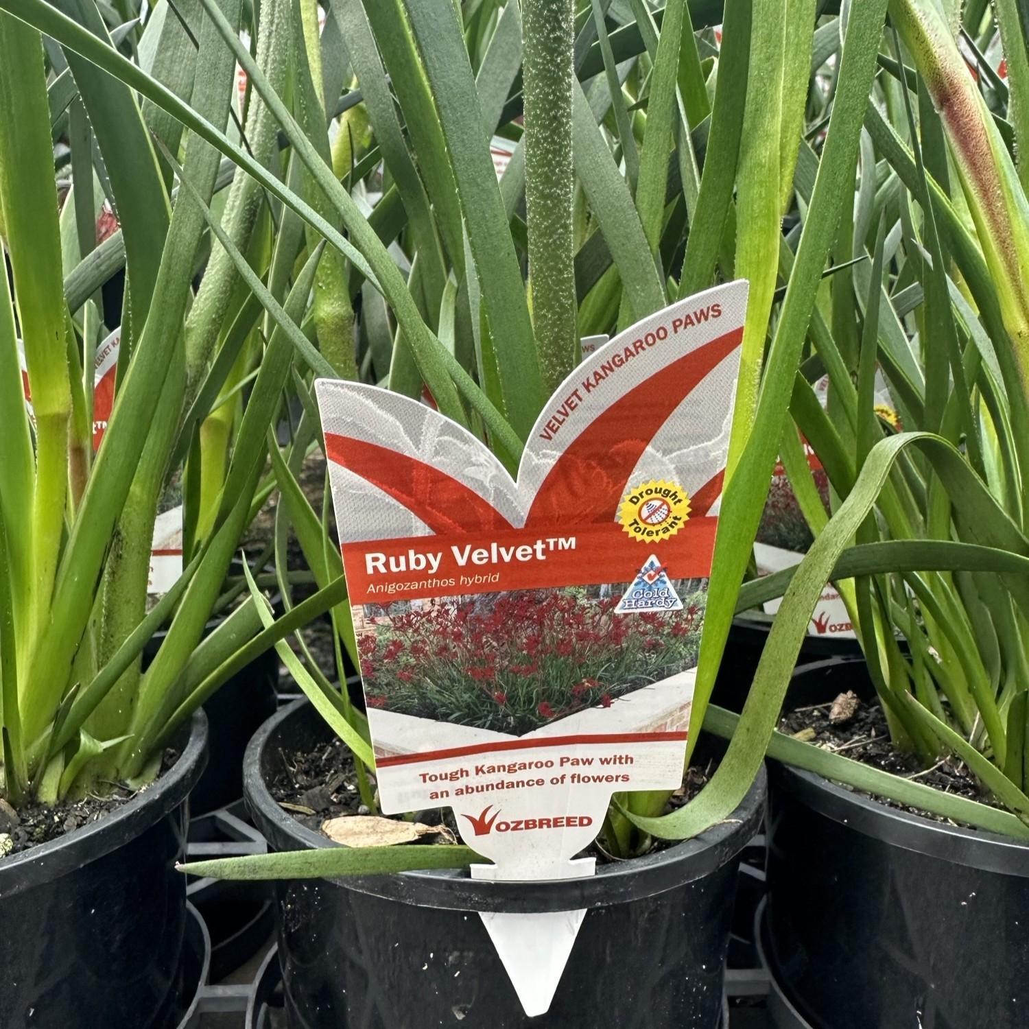 ANIGOZANTHOS 'Ruby Velvet' (Kangaroo Paw)