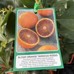 TAROCCO Rosso Blood Orange
