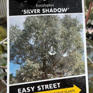 EUCALYPTUS cinerea 'Silver Shadow'
