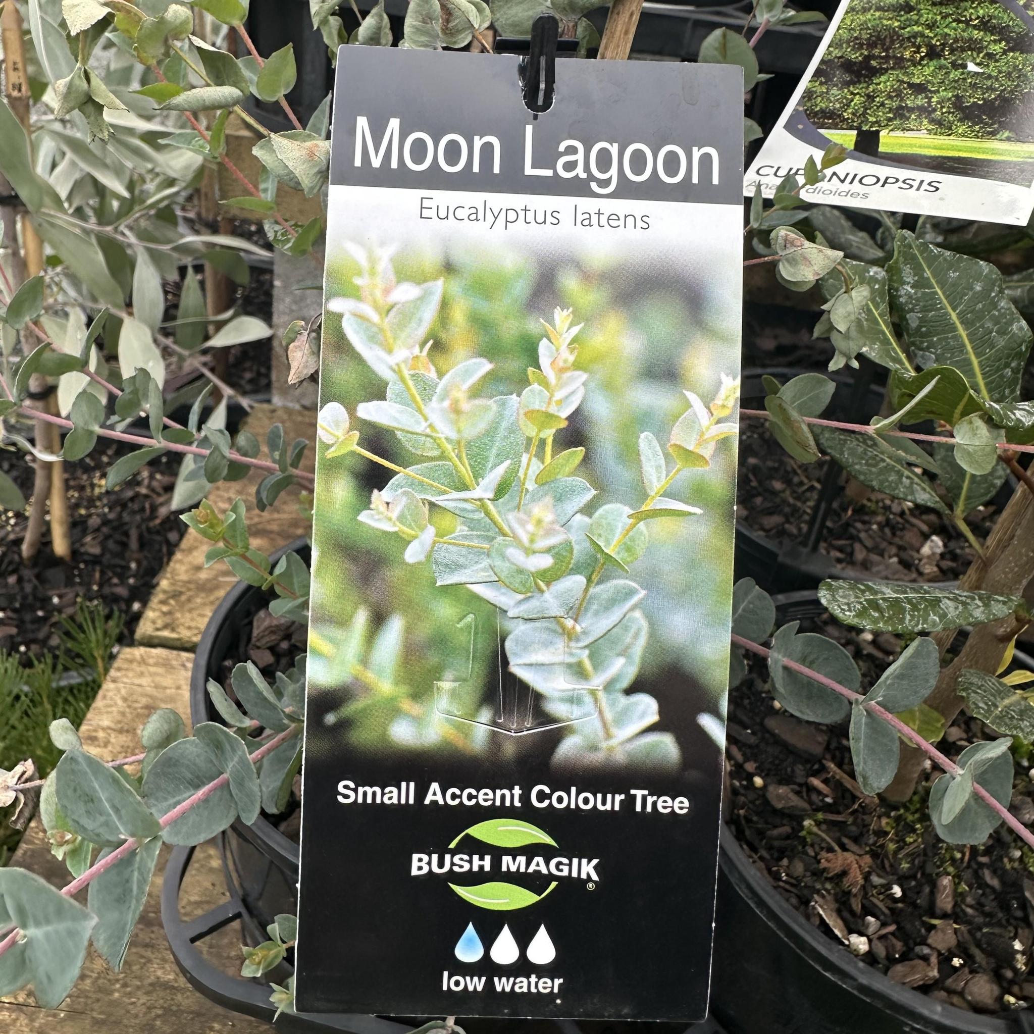 EUCALYPTUS latens 'Moon Lagoon' (Fine leafed mallee)