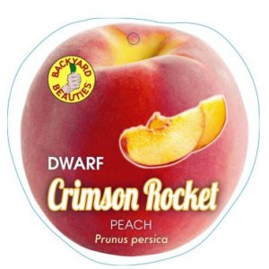 PEACH Dwarf 'Crimson Rocket'- Yellow Flesh