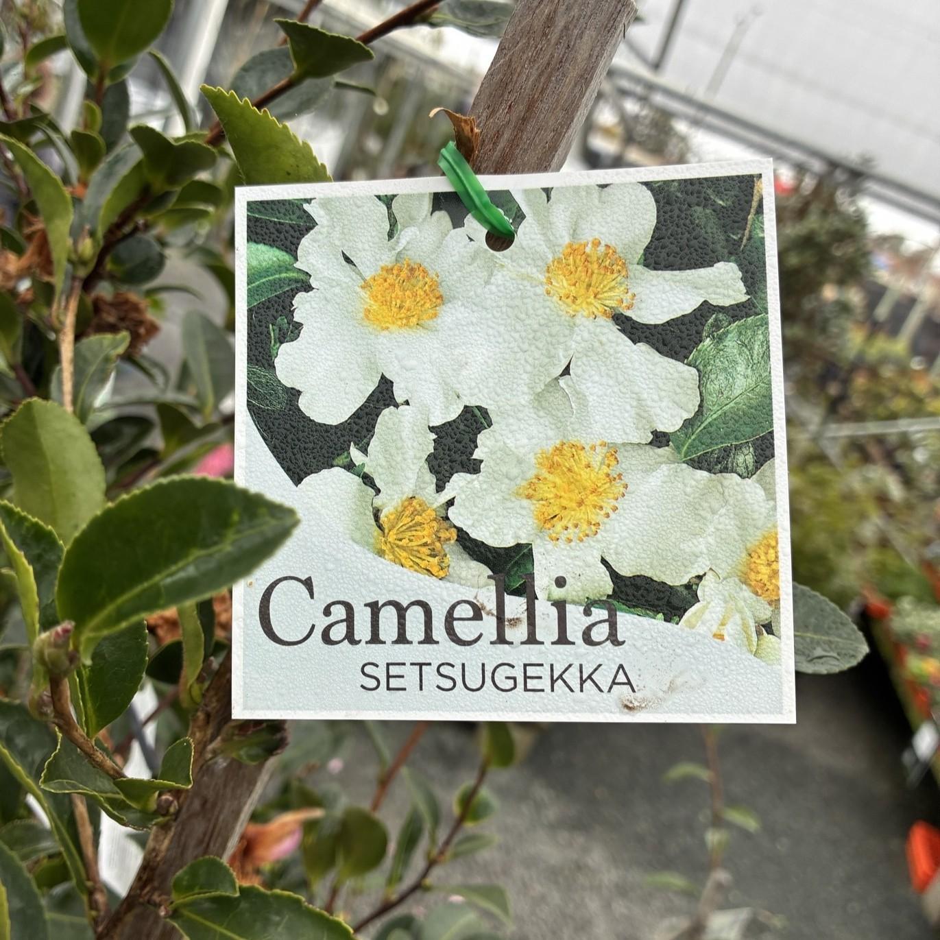 CAMELLIA sasanqua 'Setsugekka'