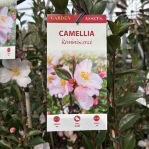 CAMELLIA sasanqua 'Reminiscence'