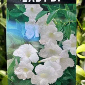 PANDOREA jasminoides 'Lady Di'