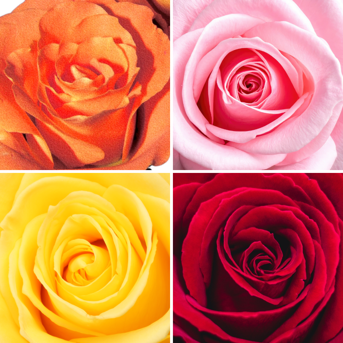 ROSE 2FT Standard - Bare Root 2026