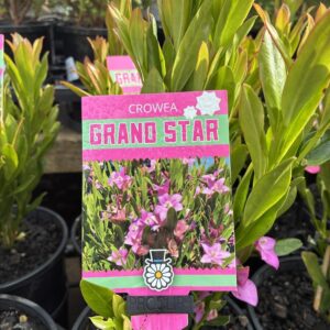 Crowea saligna 'GRAND STAR'