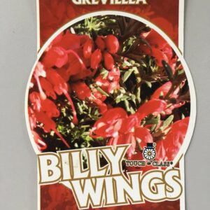 GREVILLIA lavandulacea 'Billy Wings'