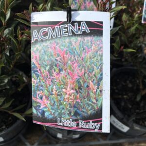 ACMENA smithii 'Little Ruby' (Lilly Pilly)