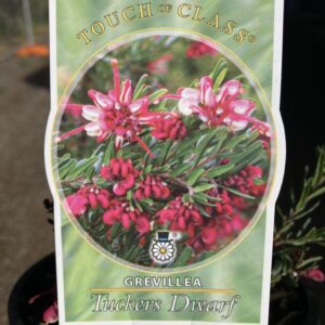 GREVILLEA 'Tuckers Dwarf'