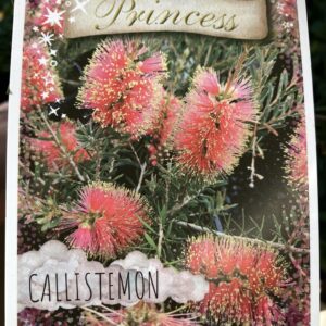CALLISTEMON 'Princess'