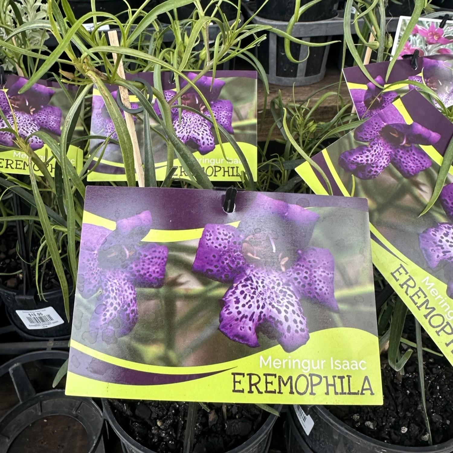 EREMOPHILA bignon x poly meringur 'Isaac'