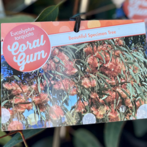 EUCALYPTUS torquata (Coral Gum)