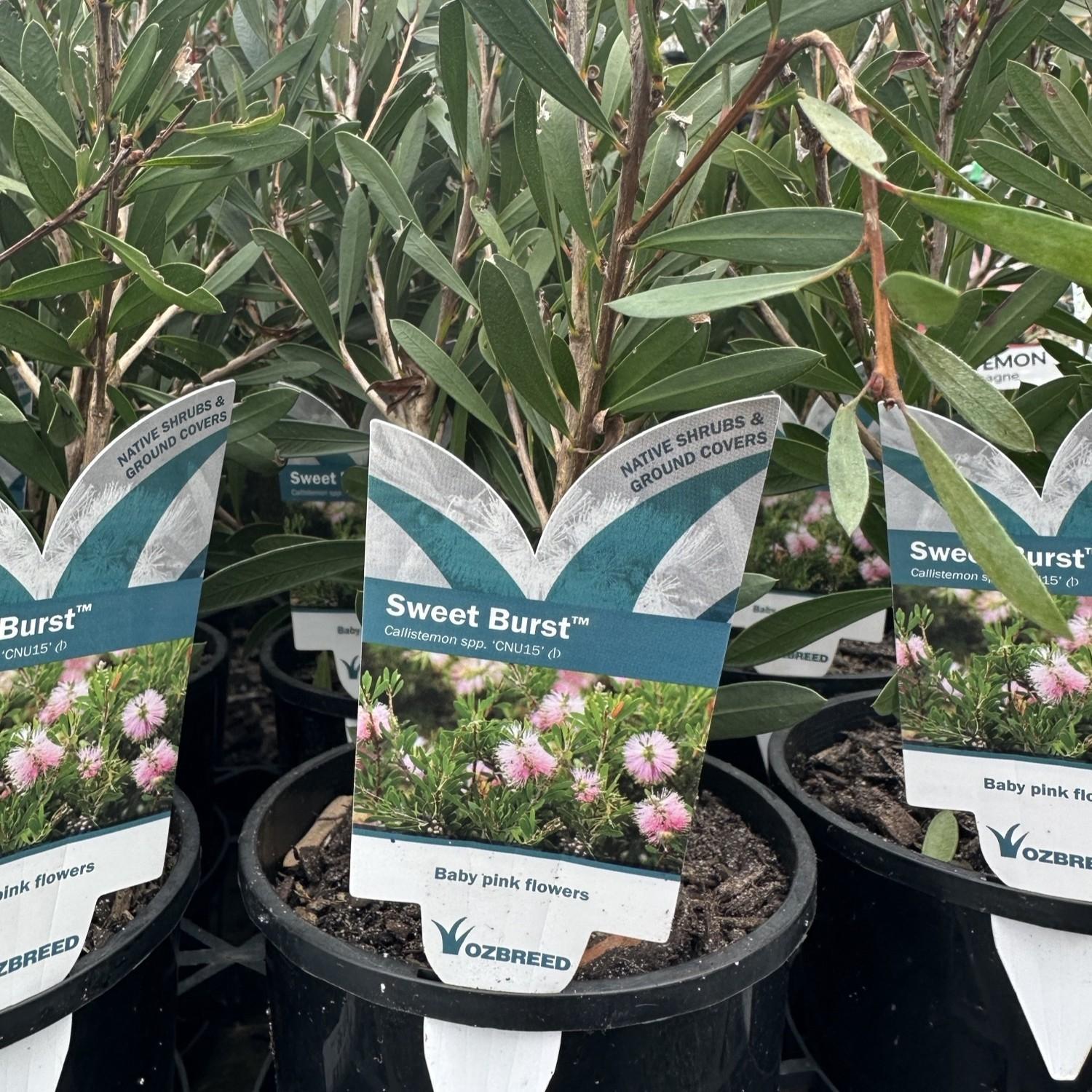 CALLISTEMON 'Sweet Burst'