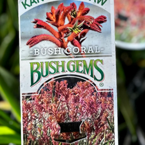 ANIGOZANTHOS 'Bush Coral' (Kangaroo Paw)
