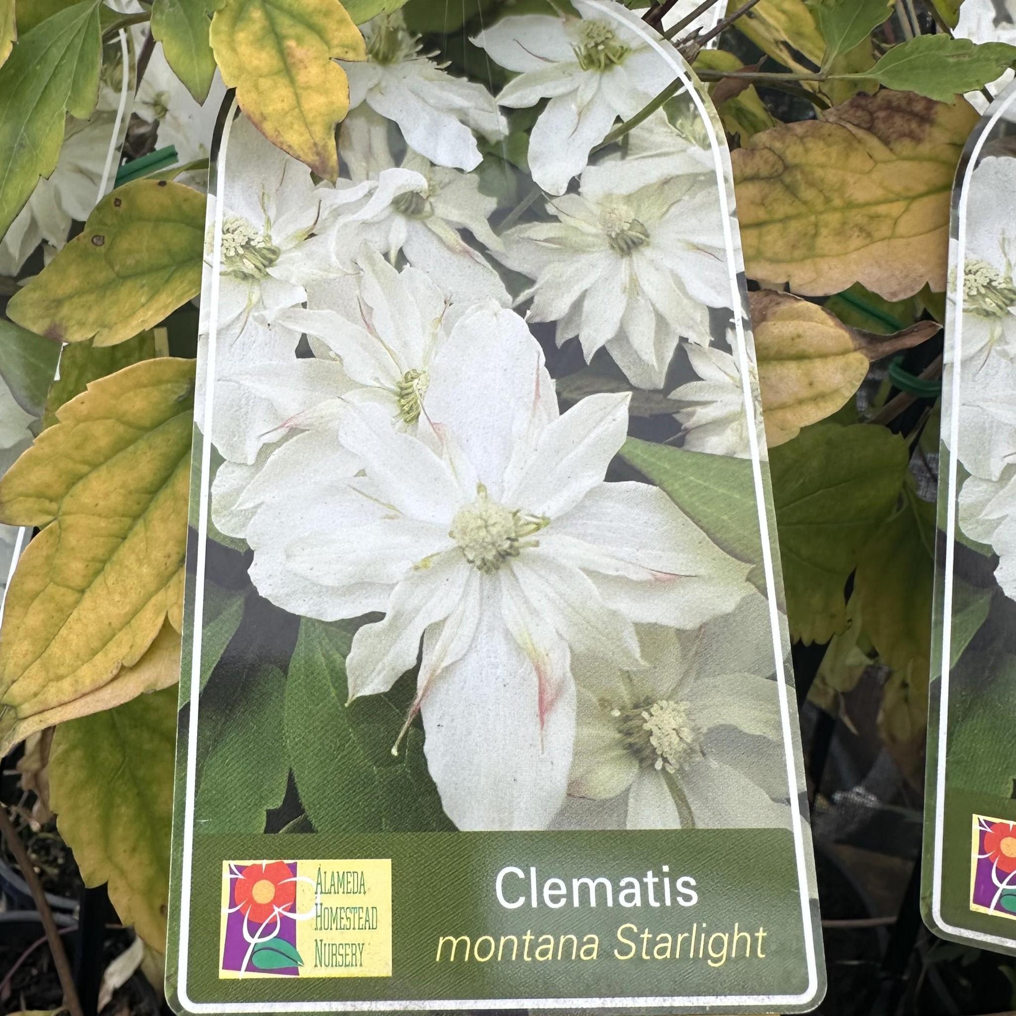 CLEMATIS cirrhosa 'Starlight'