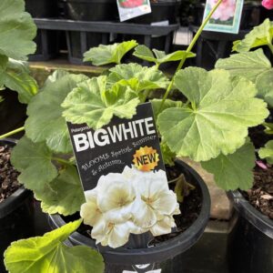 GERANIUM Big White