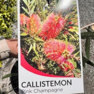 Callistemon 'Pink Champagne'