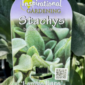 STACHYS lanata 'Lambs Ears'