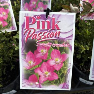 BORONIA crenulata 'Pink Passion'