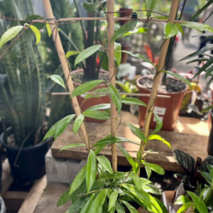 HOYA pubicalyx