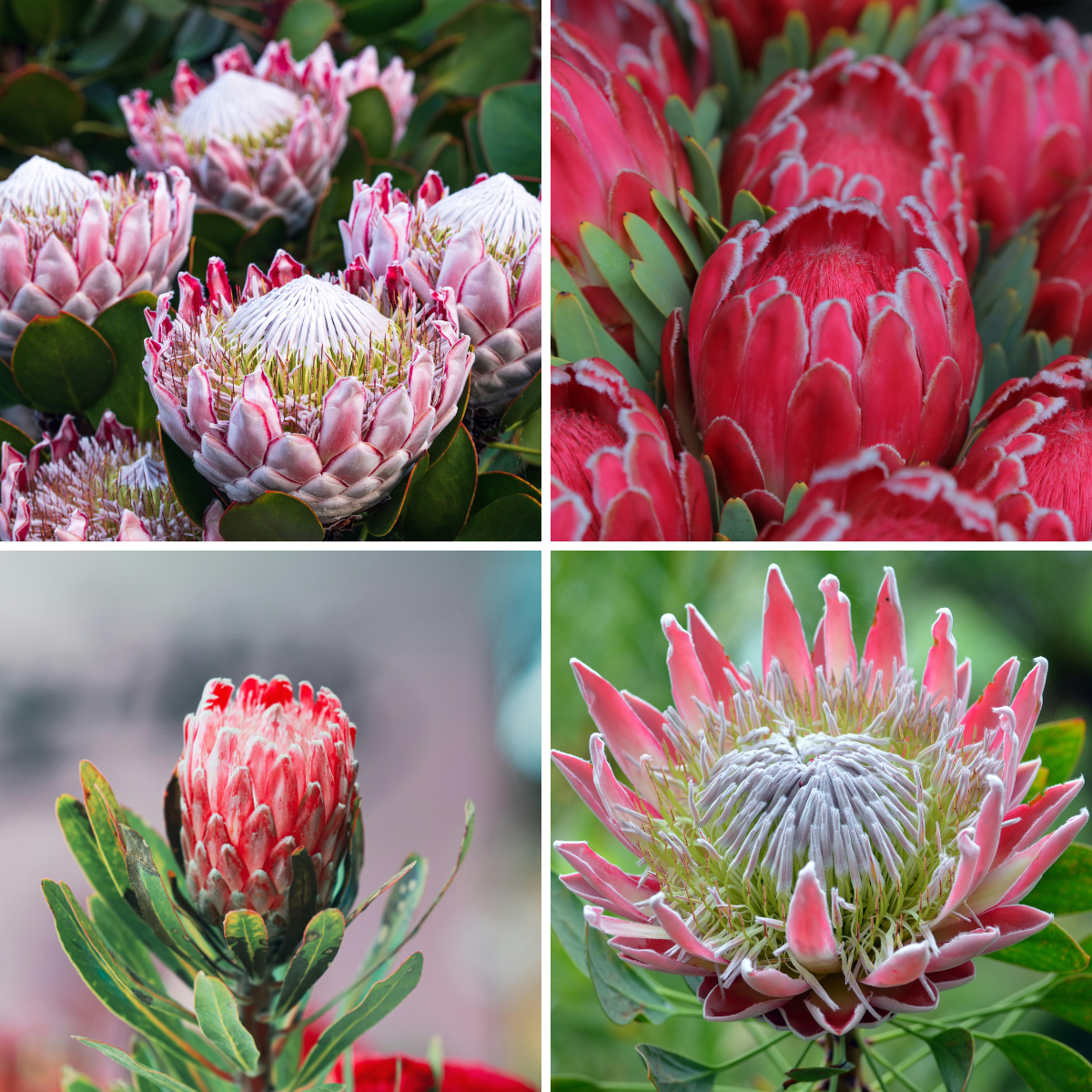 PROTEA Varieties