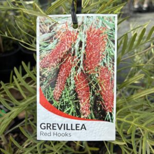 GREVILLEA ‘Red Hooks’