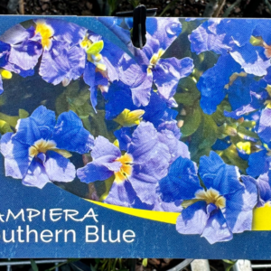 DAMPIERA diversifolia 'Southern Blue'