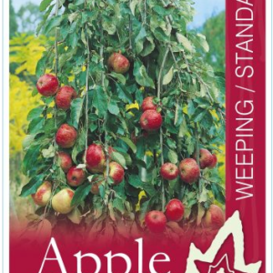 MALUS 'Wandin Pride' (Weeping Apple)