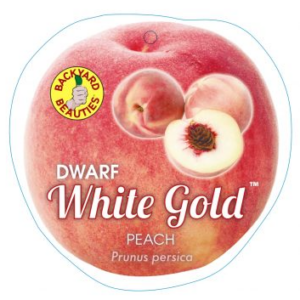 PEACH Dwarf 'White Gold'- White Flesh