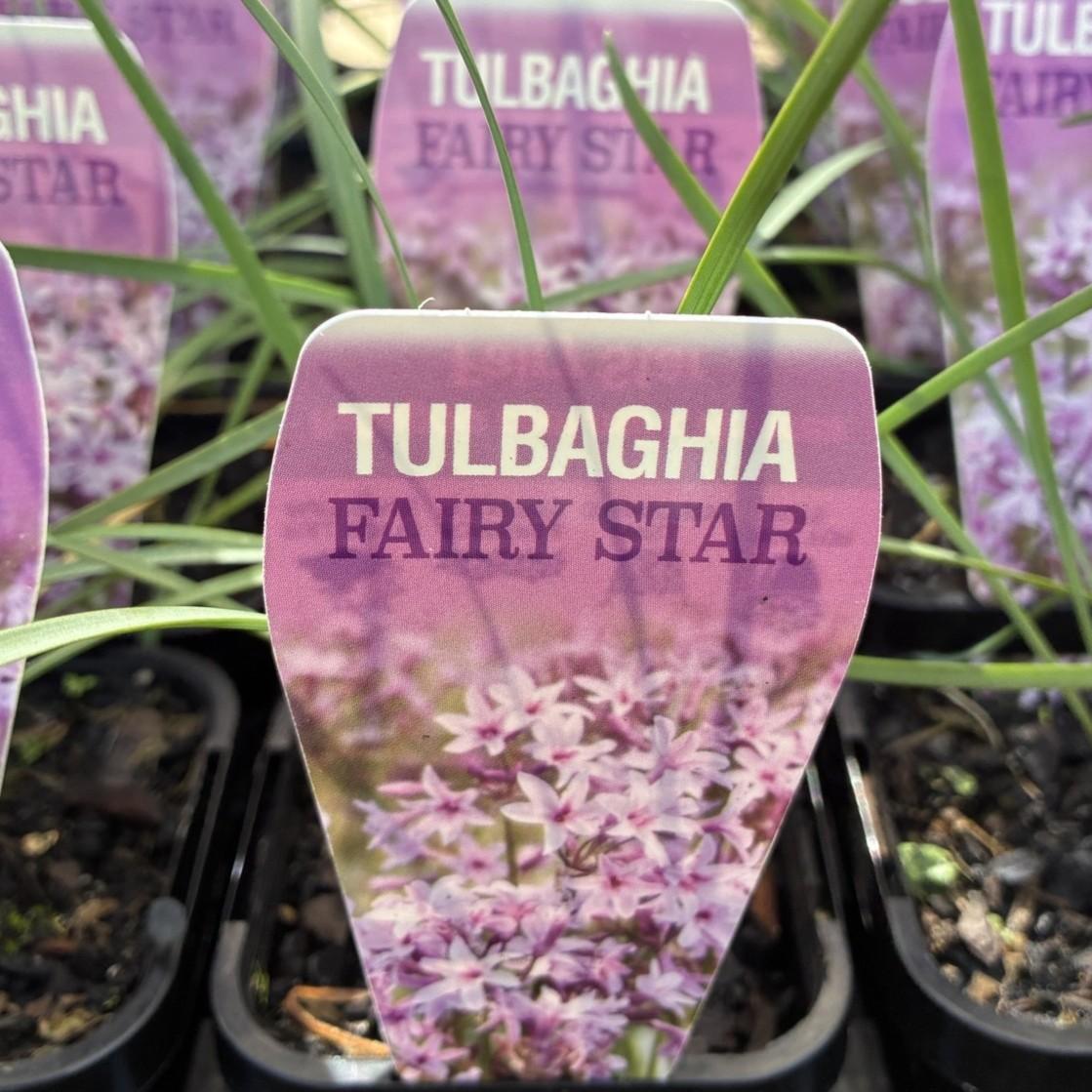 TULBAGHIA 'Fairy Star'