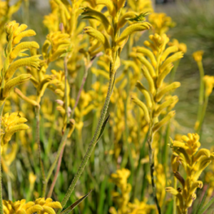 ANIGOZANTHOS 'Bush Sunburst'