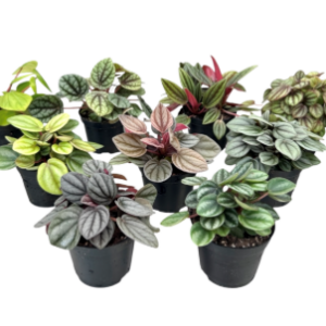 Peperomia PBR mix - 60mm