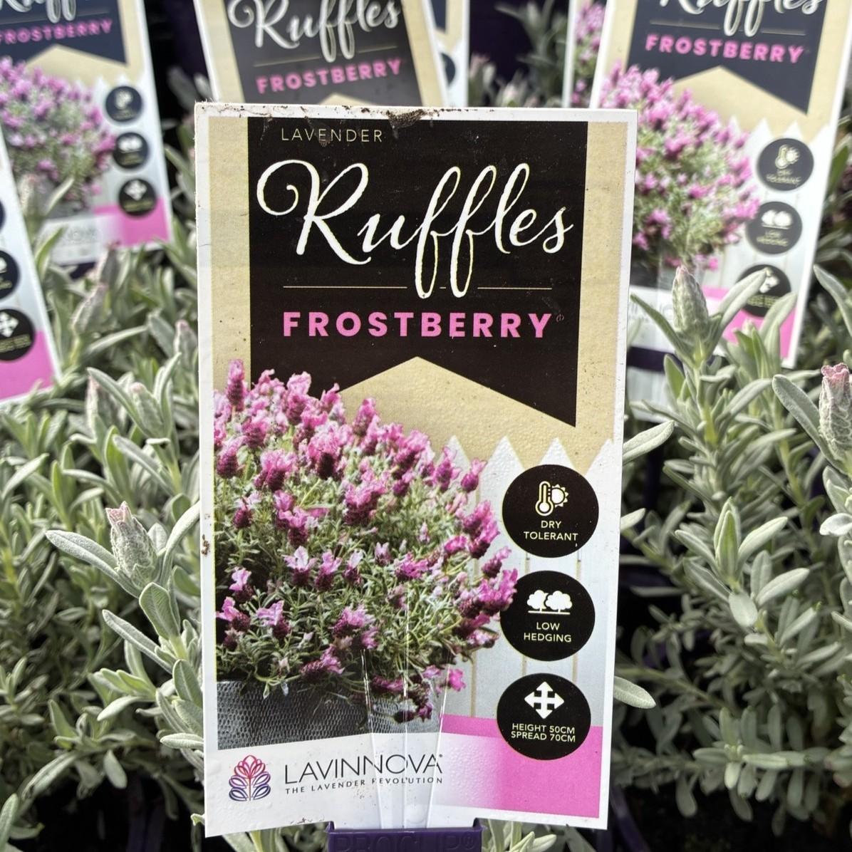 LAVINNOVA Lavandula 'Frostberry Ruffles'