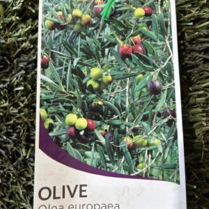 OLEA europaea (Olive)