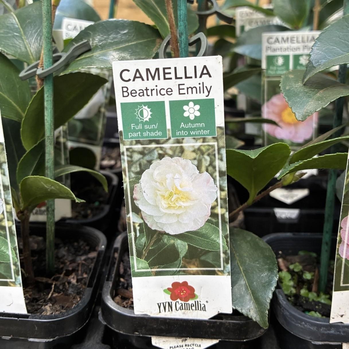 CAMELLIA sasanqua 'Beatrice Emily'