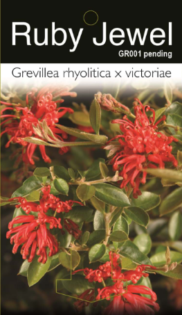 GREVILLEA 'Ruby Jewel'