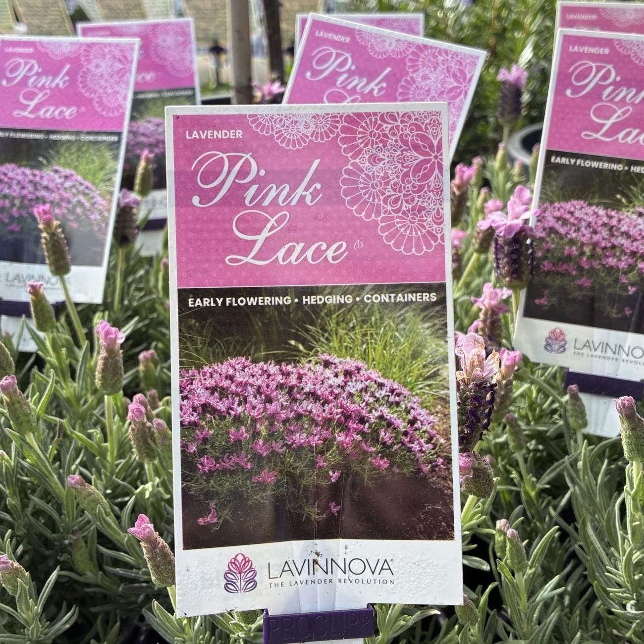 LAVINNOVA Lavandula 'Pink Lace'