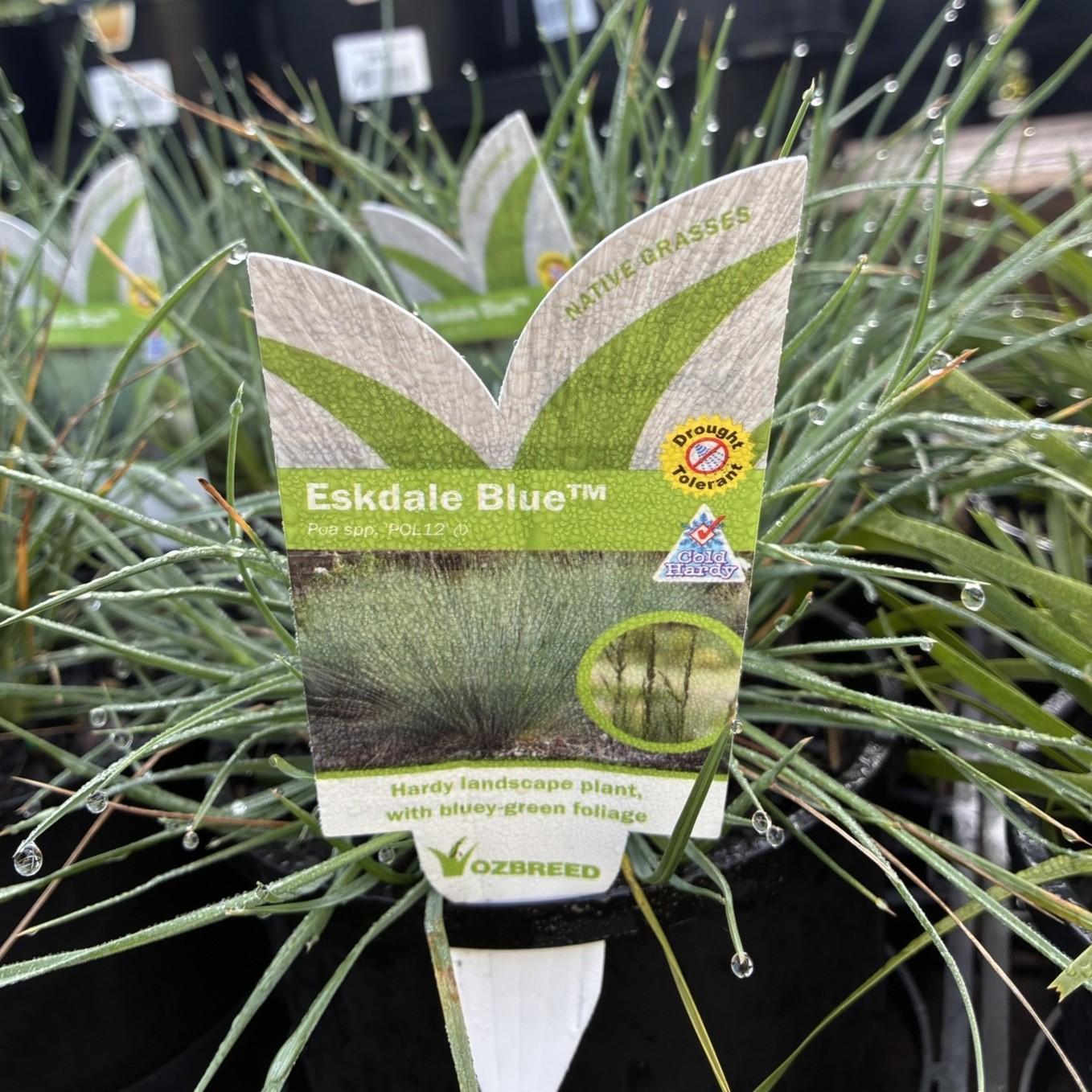POA labillardieri 'Eskdale Blue'