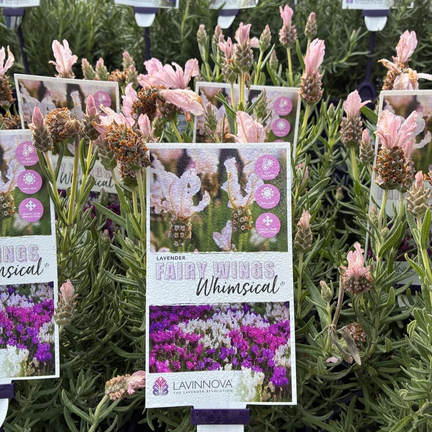 LAVINNOVA Lavandula 'Fairy Wings Whimsical'