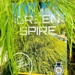 ACACIA 'Green Spire'
