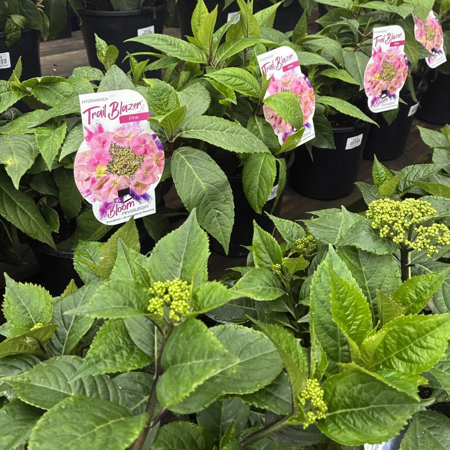 * HYDRANGEA paniculata 'TRAIL BLAZER'