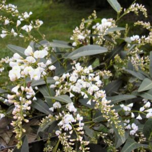 HARDENBERGIA violacea 'Snow White'